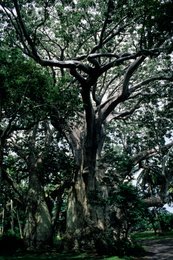 Arbre;-Archipel-des-Comores;-Baobab;-France;-Kaleidos;-Kaleidos-images;-La-parole-à-limage;-Laurent-Abad;-Mayotte;-Nature;-Océan-Indien;-Paysage;-Stories-Pictures;-Tronc;-Végétation